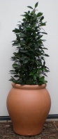 Urn